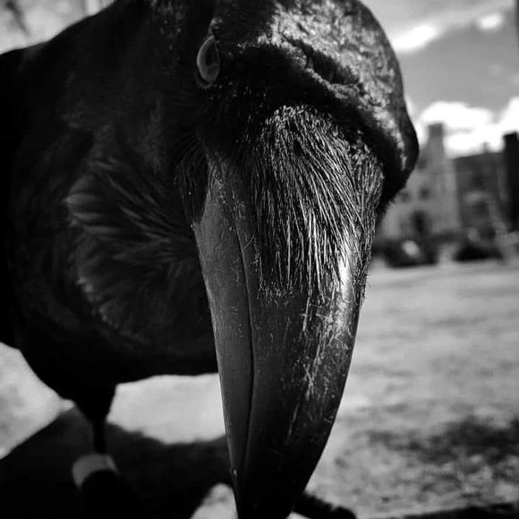 Meet your Posher, Kat - Picture 1 of 1